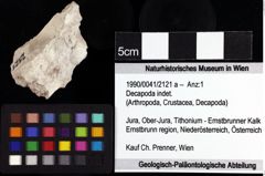 Foto (Objket + Etiketten) von Decapoda indet. 